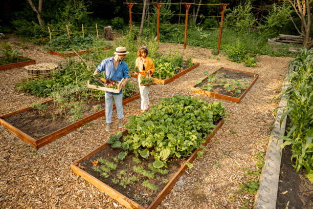 istock Farmers at home vegetable garden 1411588004