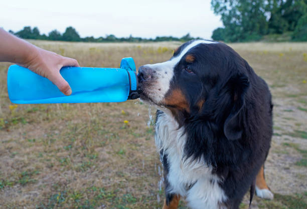 istock Bernese Mountain Dog drinking water on his walk 1411589065