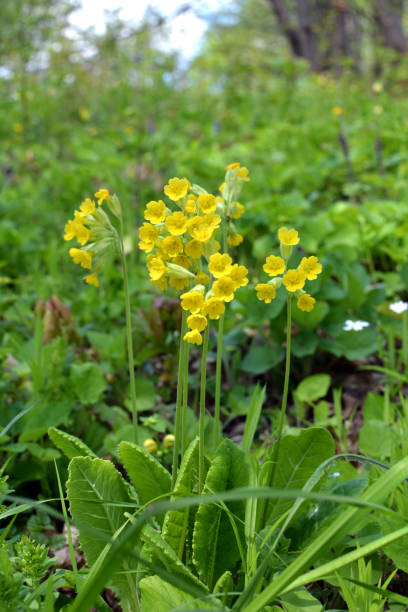 istock In spring, primrose (Primula veris) blooms in nature 1411589680