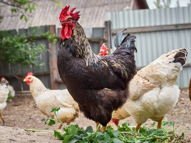 istock Chickens on a traditional farm. 1411590905
