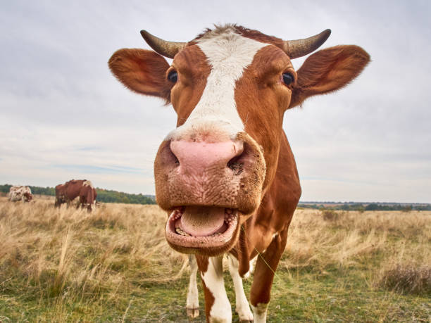 istock Funny cow at the autumn meadow. 1411590923