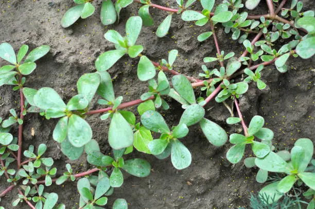 In nature, in the soil, like a weed grows purslane (Portulaca oleracea)