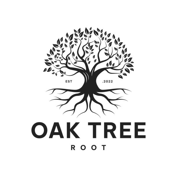 oak family tree of life projekt symbolu drzewo korzenia pnącza, wektor, symbol, szablon - tree root family tree family stock illustrations