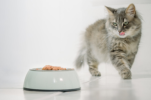 Cute fluffy cat with gray fur strolling on tiled floor near bowl of food against white background in light room
