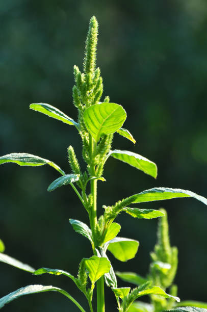 istock In nature, as a weed grows common amaranthus 1411592293