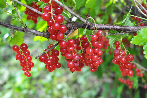 istock On the bush berries are ripe red currant 1411592296