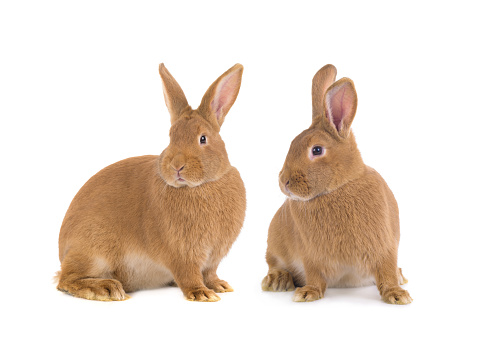 two brown rabbit isolated on white background studio shot