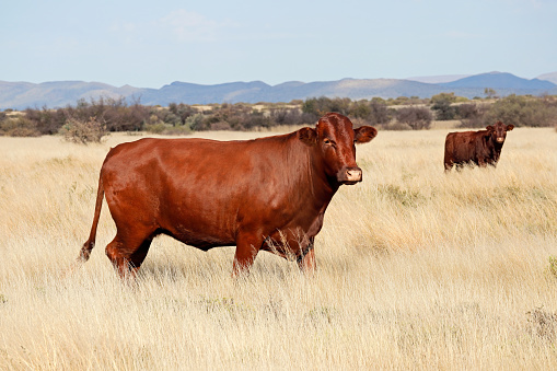 A free-range cow walking in grassland on a rural farm, South Africa