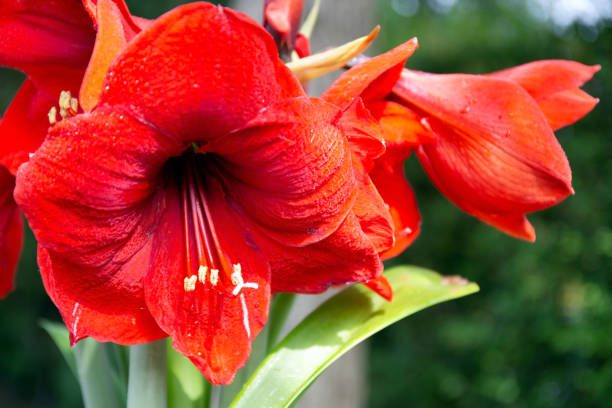 istock Flowers of blooming amaryllis 1411594827