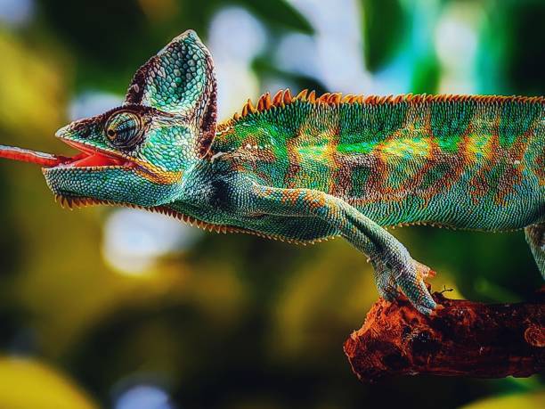 istock Chameleon seating on branch eating stick. 1411594944
