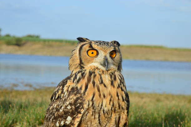 istock Indian eagle owl, Bubo bengalensis, Satara, Maharashtra, India 1411596717