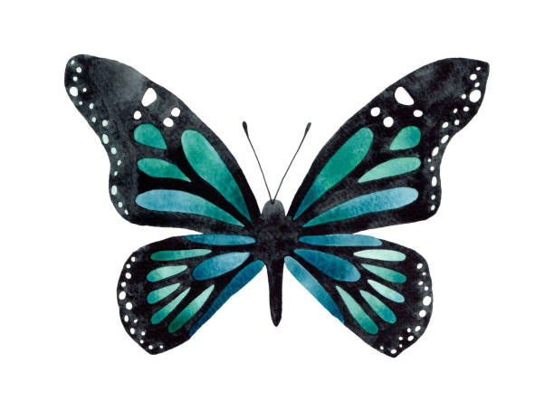 istock Watercolor Blue Monarch Butterfly top view illustration. Isolated on white background. Watercolour insect. 1411596790