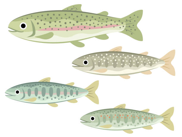 Illustration set of river fish Illustration set of river fish that live in Japanese mountain streams (rainbow trout, char, yamame trout, red spotted masu trout) frehwater stock illustrations