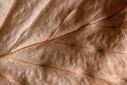 Abstract natural pattern of dry leaf extreme close-up full frame background