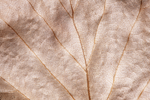 Abstract natural pattern of dry leaf extreme close-up full frame background