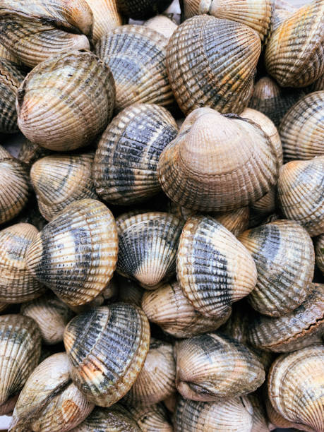 istock Cockles seafood background 1411599550