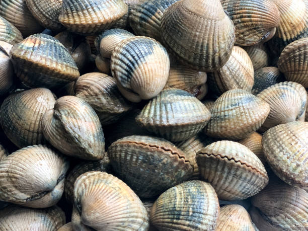 istock Cockles seafood background 1411599561