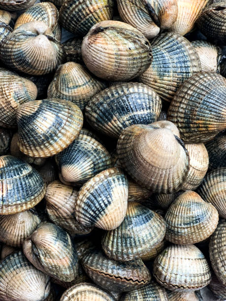 Cockles seafood background Cockles clams mollusk shell seafood full frame background collection clam stock pictures, royalty-free photos & images