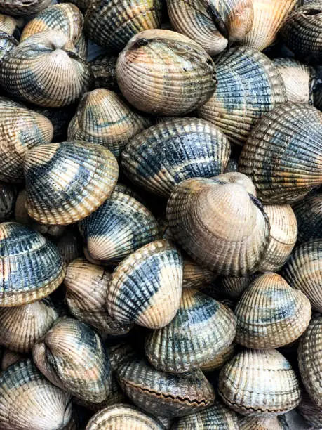 Photo of Cockles seafood background