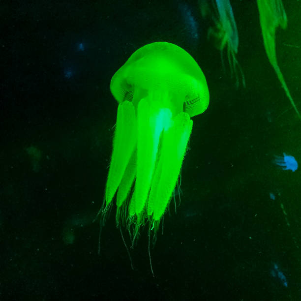 istock Jellyfish in green light aquarium 1411600277