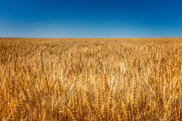 istock Endless cornfield, corn chamber in Montana, USA 1411603181