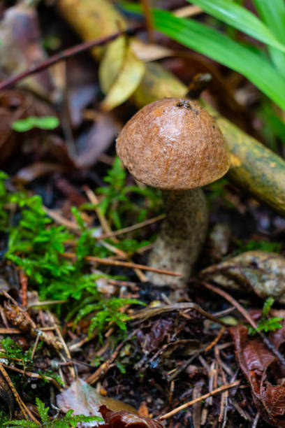 istock White mushroom (Boletus edulis) in the forest after the rain 1411604087