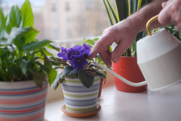 istock Watering potted home flowers. Close up view 1411604343