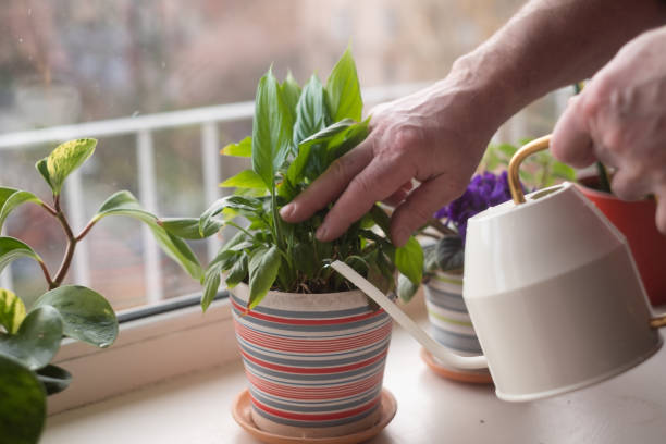 istock Watering potted home flowers. Close up view 1411604429