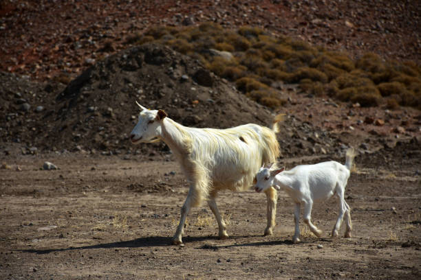 istock Lambs, sheep and goats 1411605595