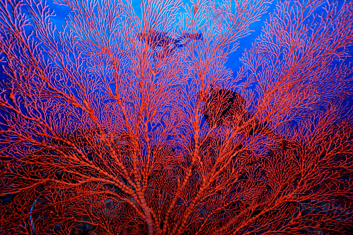 Image of the stunning gorgonian sea fan and the butterflyfish at the Big Drop Off (Ngemelis Wall) in Palau, Micronesia