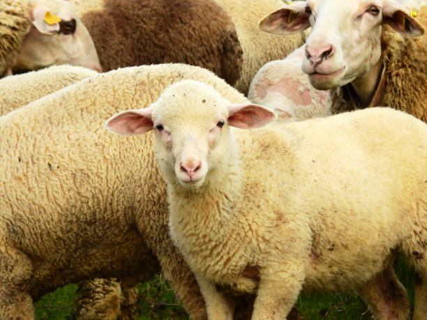 istock Lambs, sheep and goats 1411607557