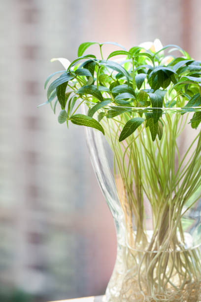 Easter cress.