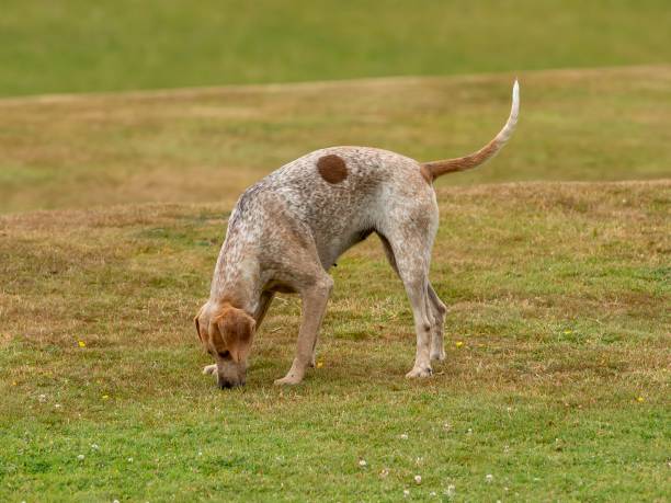 English Fox Hound Sniffing Ground. English Fox Hound Sniffing Ground. american english coonhound stock pictures, royalty-free photos & images