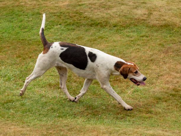istock English Fox Hound On The Hunt. 1411612848