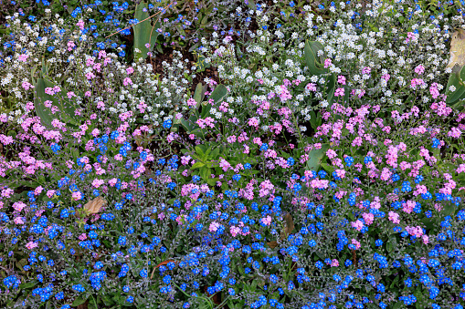 White, pink and blue flowers growing freely with other self seeded plants, springtime in the wild