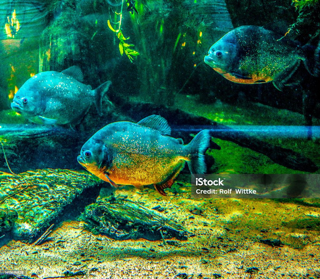 Piranhas actually peaceful creatures Peaceful therefore floating piranhas Piranha Stock Photo