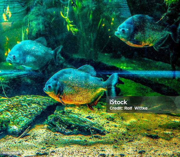 Piranhas Actually Peaceful Creatures Stock Photo - Download Image Now - Piranha, Red-Bellied Piranha, Aggression