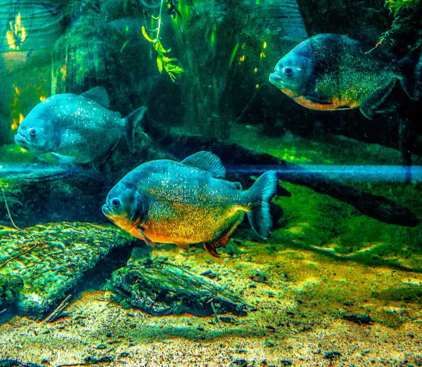 Peaceful therefore floating piranhas