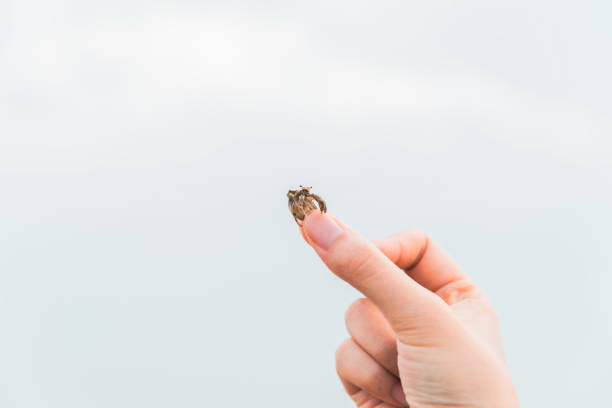 istock Close up on human hand holding hermit crab 1411615953