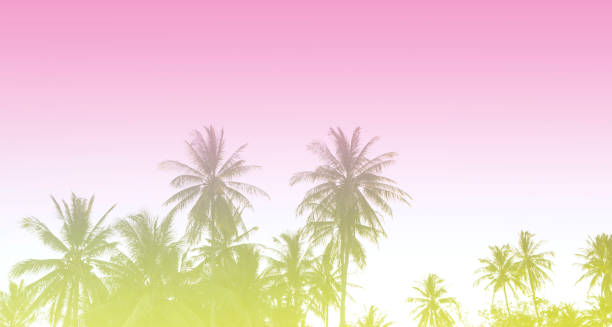 istock Summer colorful theme with palm trees background as texture frame image background 1411615967