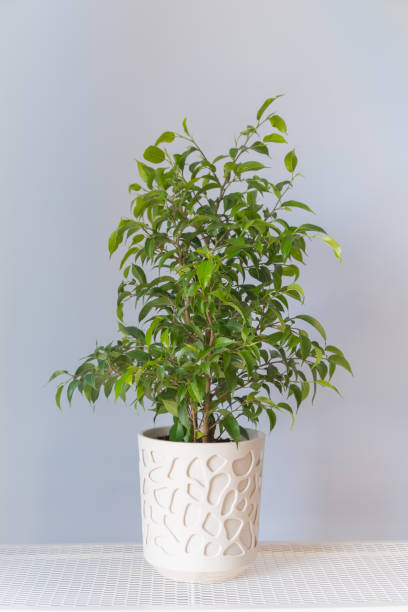 istock Ficus benjamina plant in a white pot stands on a table on a gray background 1411616041