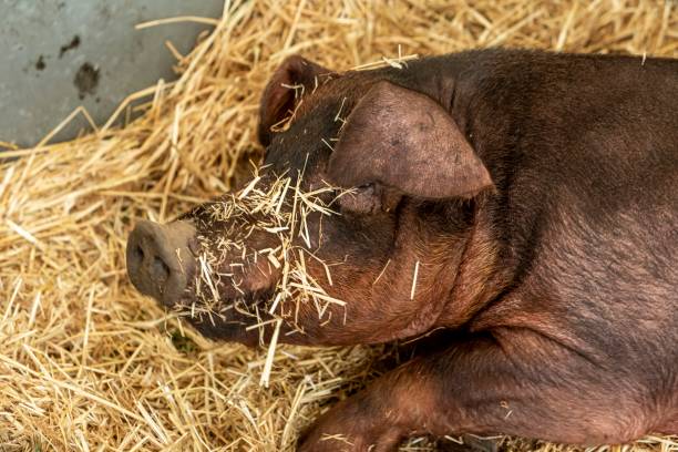 Duroc Pig With Straw On Snout. Duroc Pig With Straw On Snout. duroc pig stock pictures, royalty-free photos & images