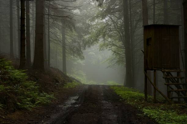 Road through the forest with fog in Liberec