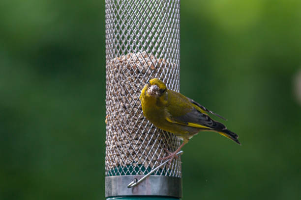 istock A Greenfinch looking at the camera whilst perched on a bird feeder, with a shallow depth of field 1411621100