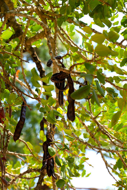 istock Carob fruit hanging in ceratonia siliqua tree 1411621935