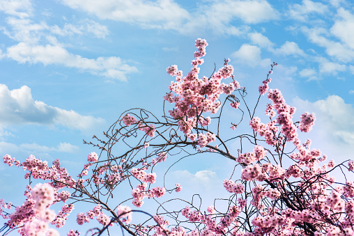 Gorgeous flowering cherry tree and blue, cloudy sky