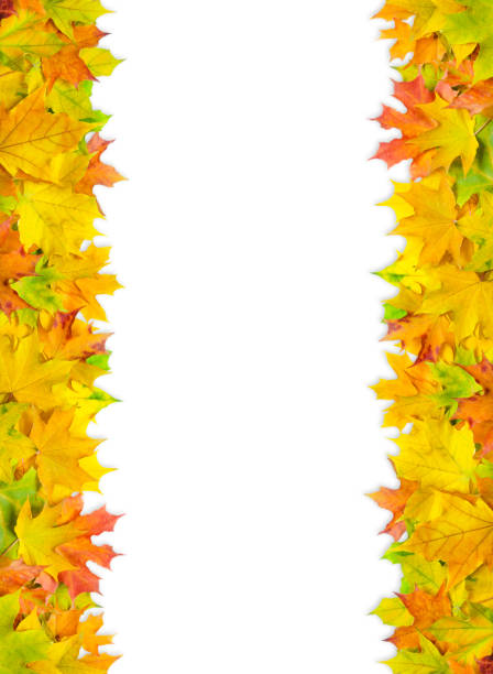 bright multicolored maple leaves isolated on white background. banner with autumn leaves border.