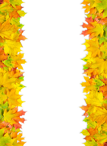 bright multicolored maple leaves isolated on white background. banner with autumn leaves border.