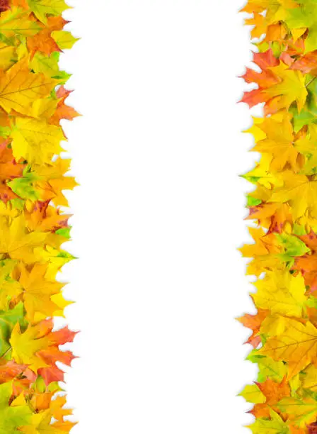 Photo of bright multicolored maple leaves isolated on white background. banner with autumn leaves border
