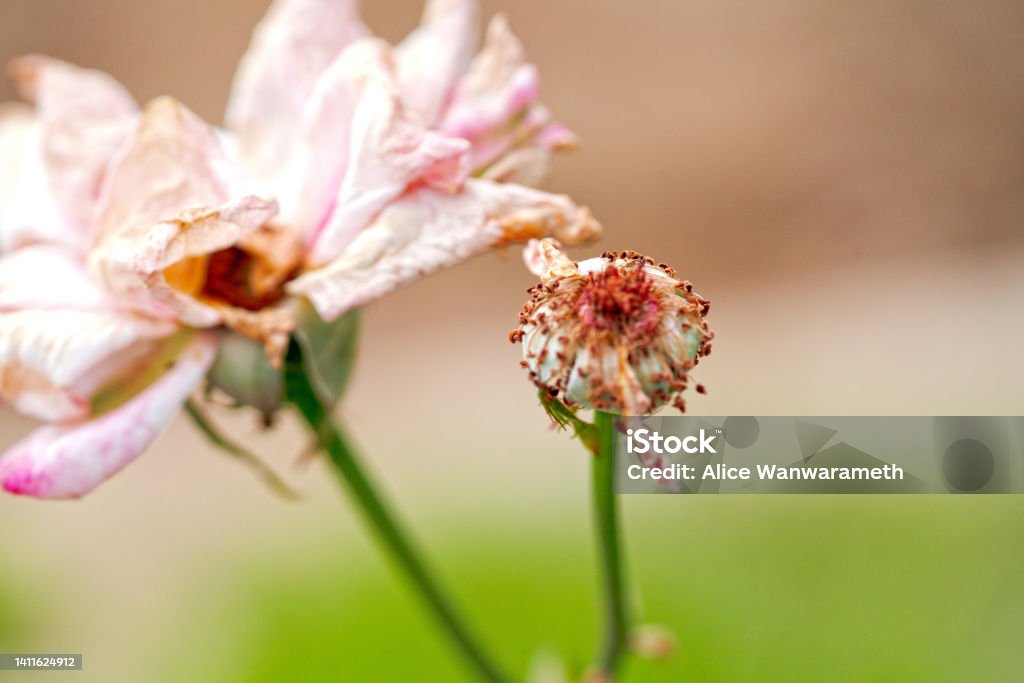 Selective focus of dead pink rose in nature for background and concept ideas inspiration Garden Stock Photo